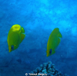 Masked butterflyfish-Red sae-Egypt by Yakout Hegazy 